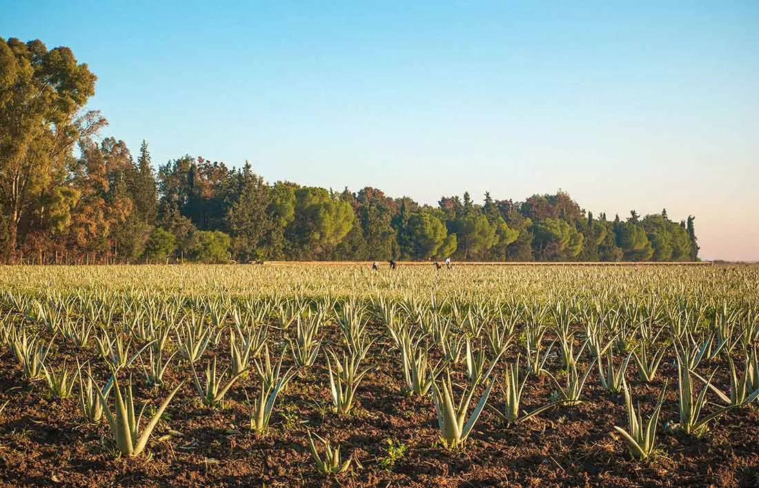 Campos de aloe vera de la compañía