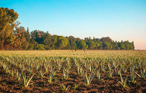 Campos de aloe vera de la compañía