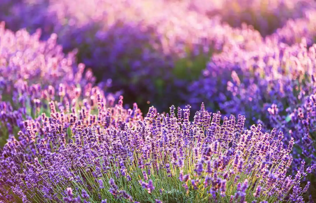 Imagen de campos de lavanda