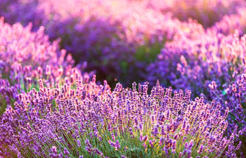 Imagen de campos de lavanda