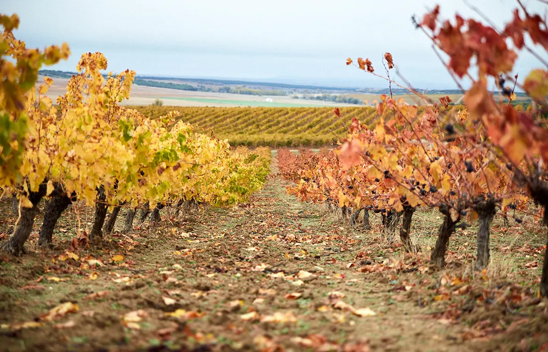 Detalle de la etiqueta elaborada para el vino Tardón de bodegas Ernesto del Palacio